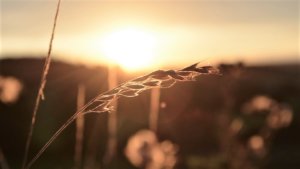 შენი ტანჯვა ღმერთს არ განადიდებს