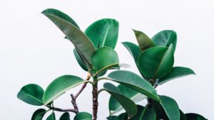 „სუფთა“ საუბარი