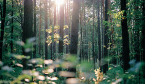 Il segreto per essere felici