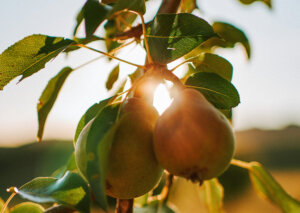 No sēšanas līdz ražai