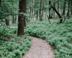 Gaidi uz Dieva gudrību