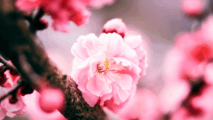 ให้สันติสุขครอบครองชีวิตคุณ