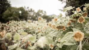 ให้ความรักของพระเจ้าเอาชนะความเจ็บปวดในอดีต